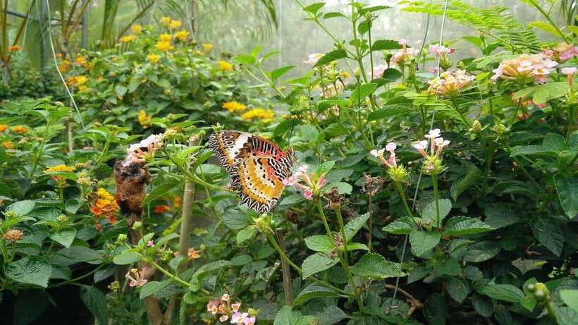 From Chiang Mai: Chiang Dao Cave & 5 Hill Tribe Villages - Inside Chiang Dao Cave and Temple