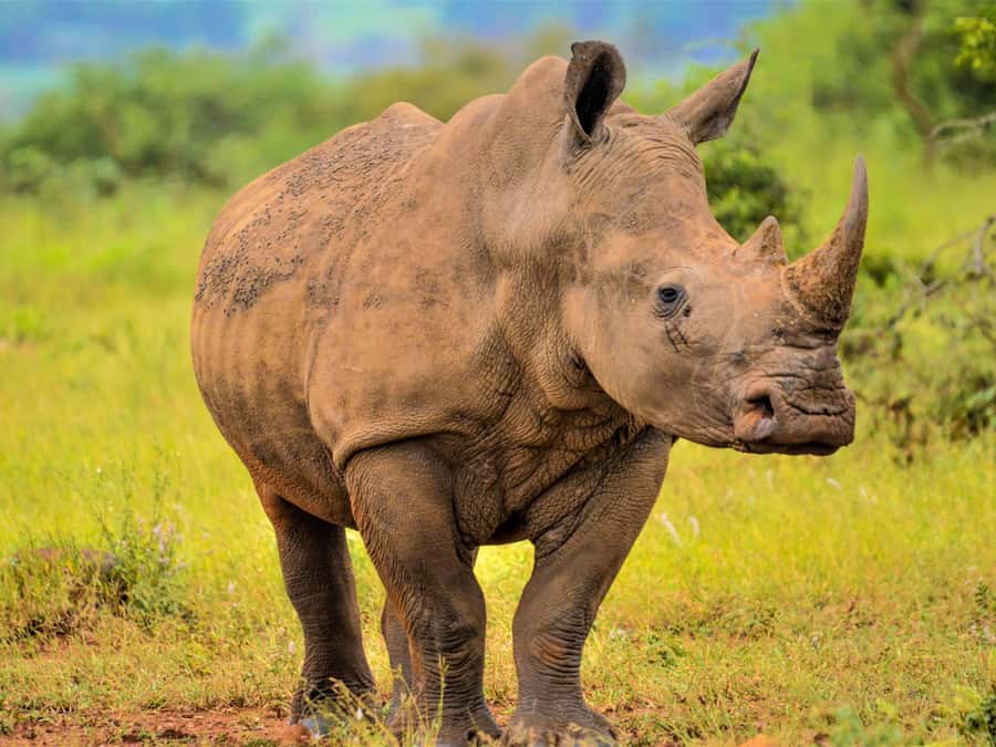 From Johannesburg: Rhino & Lion Safari and Wonder Cave Tour - Key points at a glance