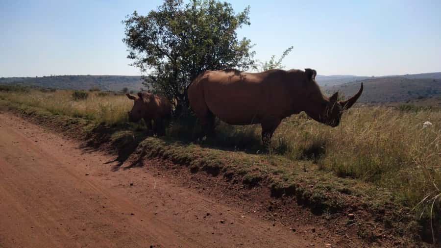 From Johannesburg: Rhino & Lion Safari and Wonder Cave Tour - Why this Johannesburg day trip works