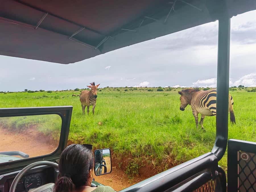 From Johannesburg: Rhino & Lion Safari and Wonder Cave Tour - The Bothongo safari and its animal variety