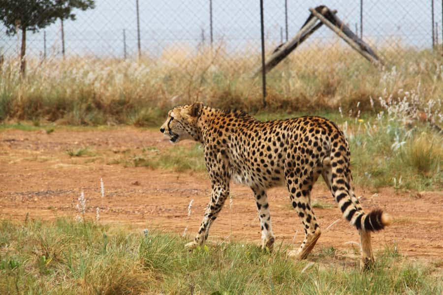 From Johannesburg: Rhino & Lion Safari and Wonder Cave Tour - Wonder Cave, 87 stairs below the surface