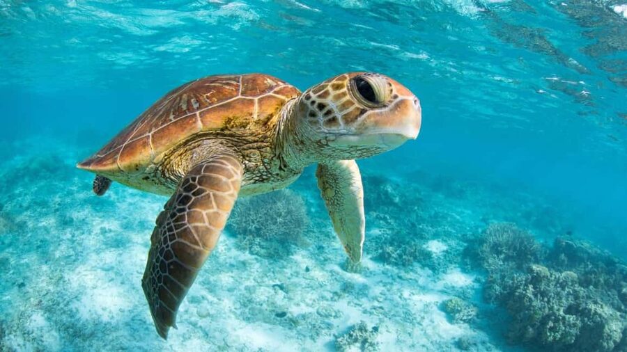 From Riviera Maya: Tulum, Cenote, & Akumal Turtle Swim Trip - The schedule is full, but the route makes sense