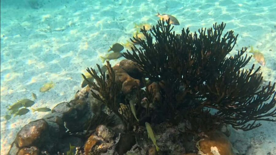 From Riviera Maya: Tulum, Cenote, & Akumal Turtle Swim Trip - Is $121 a fair price?