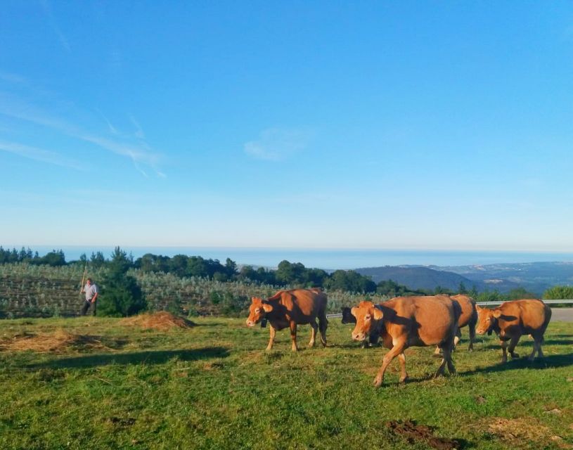 From Santander or Torrelavega: Soplao Cave Excursion - Helpful details to bring