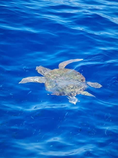 From Sorrento: Capri Boat Tour with Blue Grotto Visit - Punta Carena, the Green Grotto, and the island’s western edge