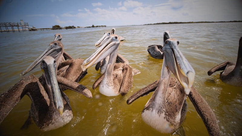 FROM VALLADOLID RIO LAGARTOS + LAS COLORADAS + CENOTE (COLECTIVO TOURISTIC) - Key points to know before booking