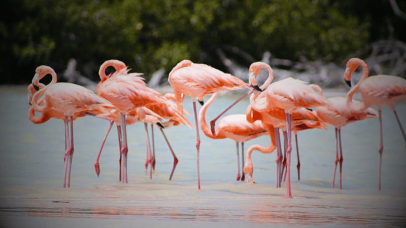 FROM VALLADOLID RIO LAGARTOS + LAS COLORADAS + CENOTE (COLECTIVO TOURISTIC) - Las Coloradas: striking color, short visit