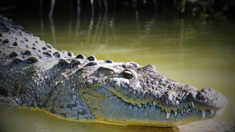 FROM VALLADOLID RIO LAGARTOS + LAS COLORADAS + CENOTE (COLECTIVO TOURISTIC) - Río Lagartos: the wildlife reason to book