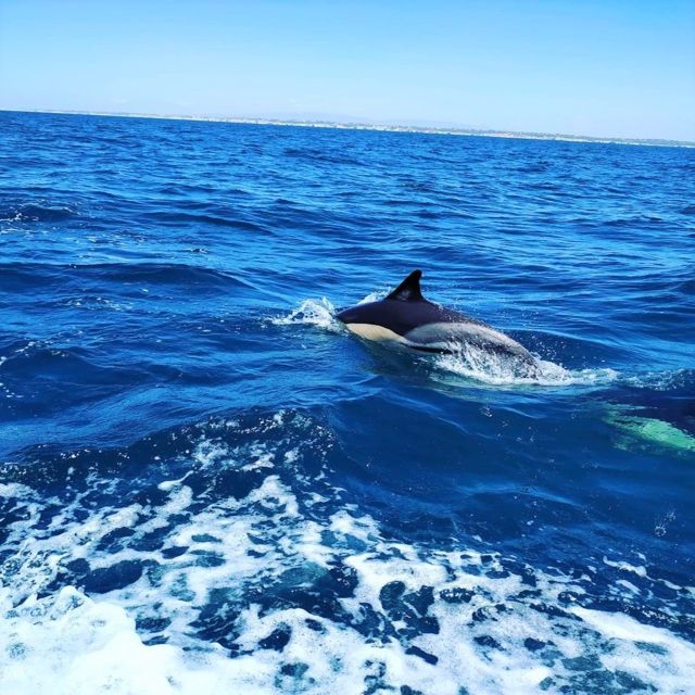 From Vilamoura: 2.5-Hour Benagil Cave and Dolphins Boat Tour - Key points to know before booking