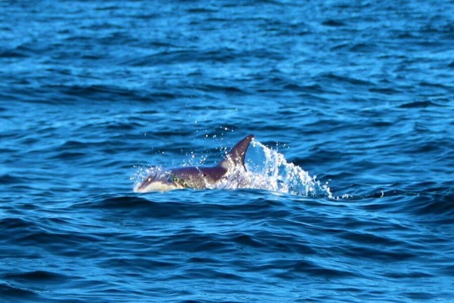 From Vilamoura: 2.5-Hour Benagil Cave and Dolphins Boat Tour - What the 2.5-hour schedule feels like