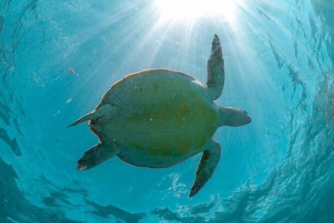 Full Day Tulum Ruins Tour Cenote and Swimming with Sea Turtles - Transport, group size, and the pace of the day