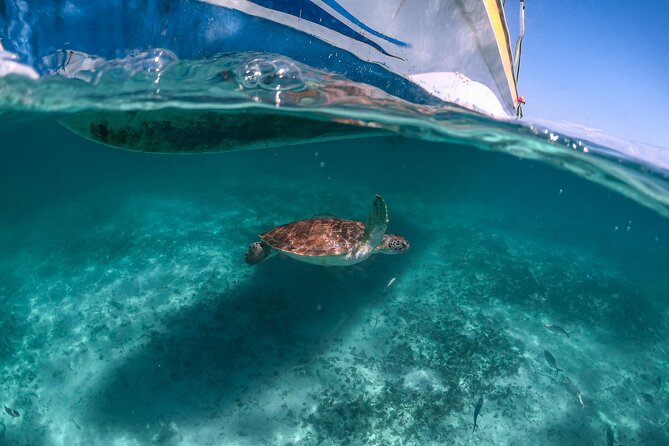 Full Day Tulum Ruins Tour Cenote and Swimming with Sea Turtles - Who will get the most from this tour