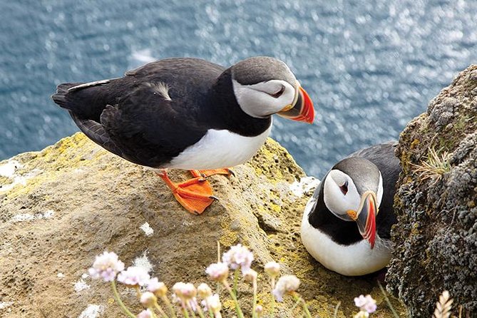Galway to Cliffs of Moher, Aillwee Cave & Dunguaire Castle Tour - How much value do you get for $60.46?