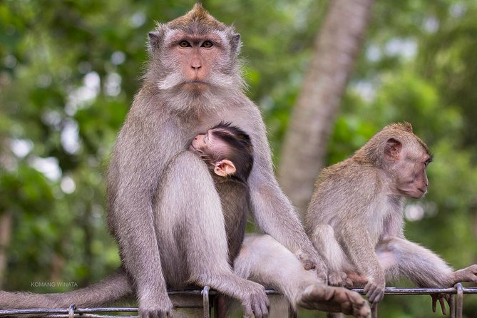 Gorilla Cave ATV Bali Ubud, Monkey Forest, Temple, and Lunch - Puseh Batuan Temple and a short lesson in Balinese Hindu culture
