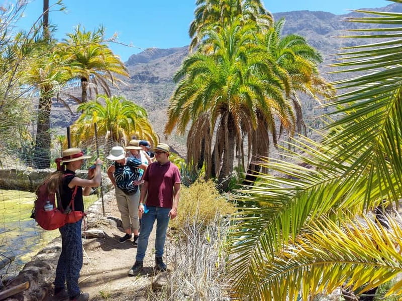 Gran Canaria: Red Gorge, Cave, Oasis Adventure Tour & Picnic - The palm oasis and reservoir trails
