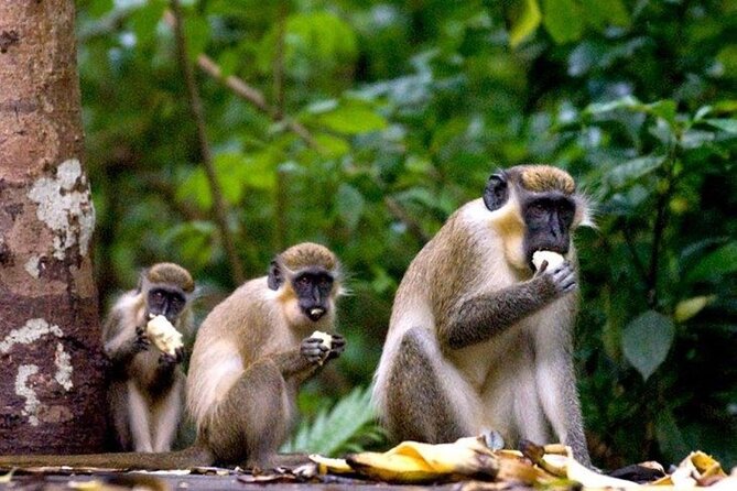 Half-Day Barbados Caves and Critters Tour with Pick Up - Why This Half-Day Pairing Works