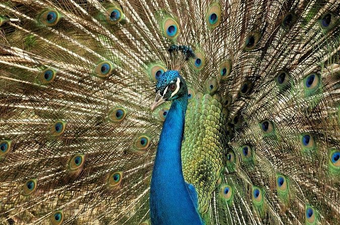 Half-Day Barbados Caves and Critters Tour with Pick Up - Food, Comfort, and What to Bring