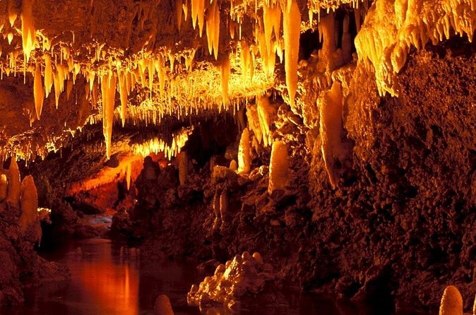 Half-Day Barbados Caves and Critters Tour with Pick Up - Should You Book the Caves and Critters Tour?