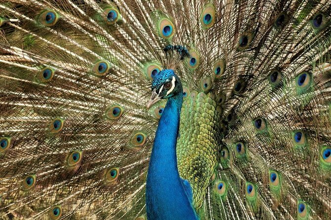 Half-Day Barbados Caves and Critters Tour with Pick Up - The Barbados Wildlife Reserve and Monkey Feeding