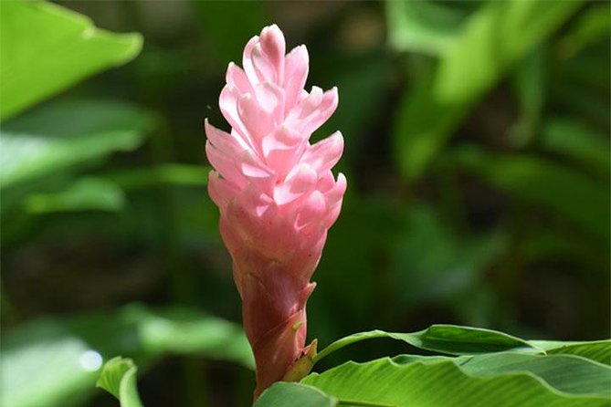 Half-Day Barbados Tour Harrisons Cave Hunte's Garden and Bathsheba - Three Barbados sights in one well-packed morning