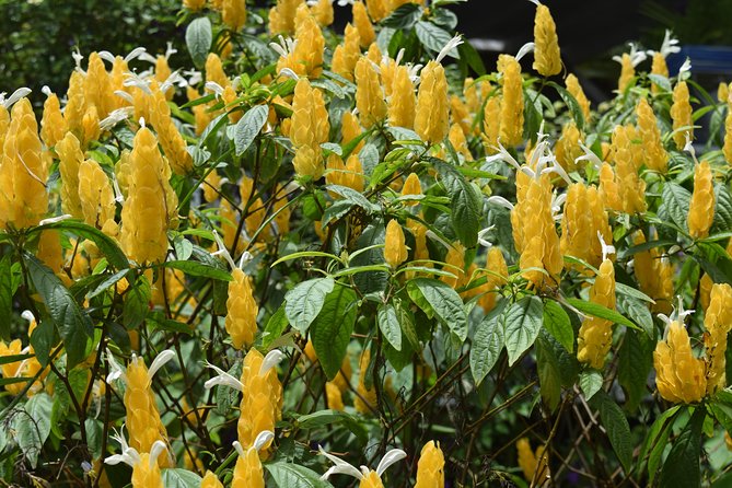 Half-Day Barbados Tour Harrisons Cave Hunte's Garden and Bathsheba - Who will get the most from this tour