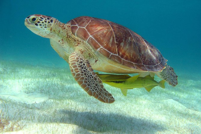 Half-Day Sea Turtle and Cenote Snorkeling Tour from Cancun & Riviera Maya - Akumal Beach: turtles, fish, and strict swimming lanes