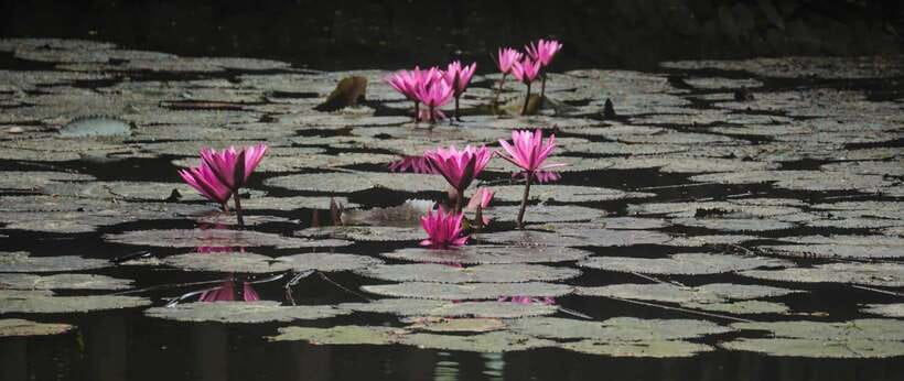 Hanoi: Ninh Binh, Tam Coc, Mua Cave & Hoa Lu with cycling - Tam Coc by boat, the day’s best scenery
