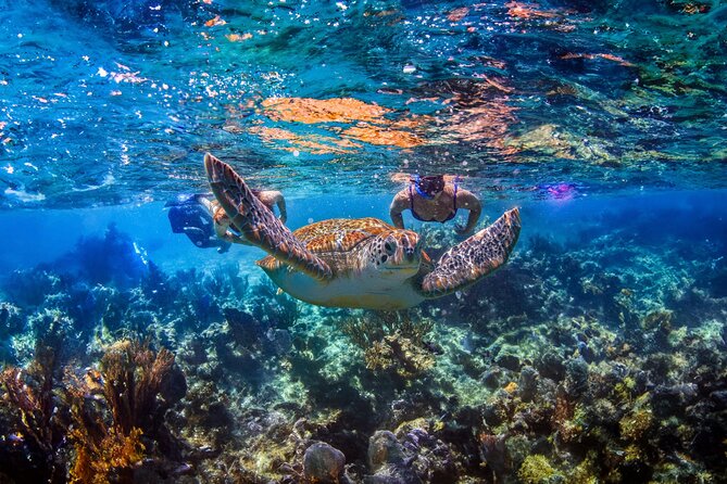 Hidden Cenote Swim: Snorkeling, Sea Turtles and Beachside Lunch - At a glance