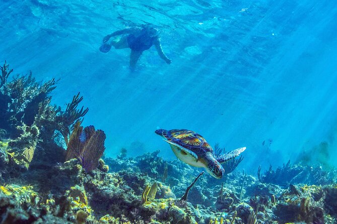 Hidden Cenote Swim: Snorkeling, Sea Turtles and Beachside Lunch - What the $169 price really covers