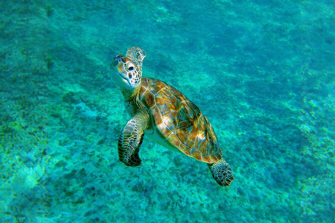 Hidden Cenote Swim: Snorkeling, Sea Turtles and Beachside Lunch - Who will enjoy this most