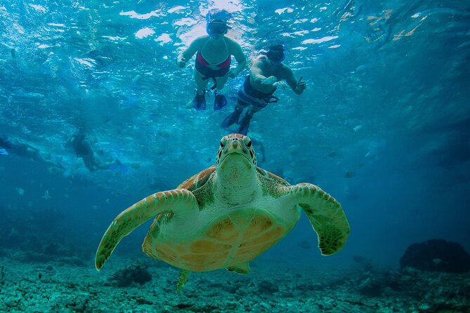 Hidden Cenote Swim: Snorkeling, Sea Turtles and Beachside Lunch - Punta Venado supplies the soft landing