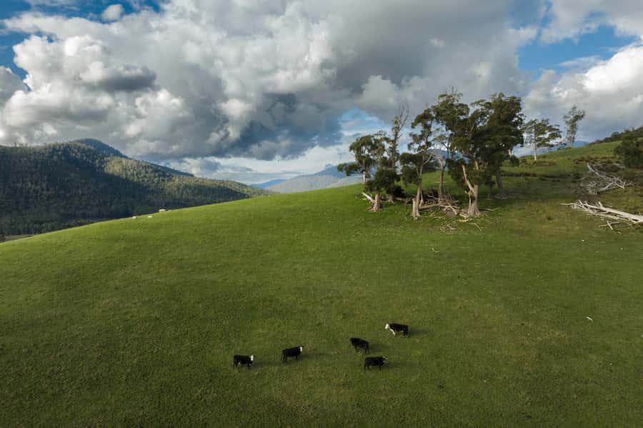 Hobart: Hastings Cave, Tahune Airwalk and Huon Tasting Trail - Entering Hastings Cave with a specialist guide