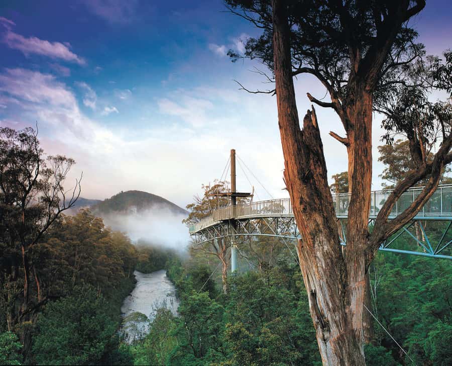Hobart: Hastings Cave, Tahune Airwalk and Huon Tasting Trail - Two hours among the giant trees at Tahune Airwalk