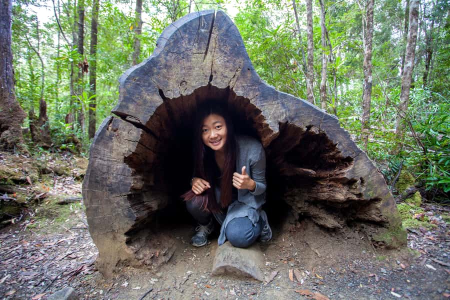 Hobart: Tahune Airwalk, Hastings Cave, Thermal Springs Tour - From Hobart to the Huon Valley by 7:30am