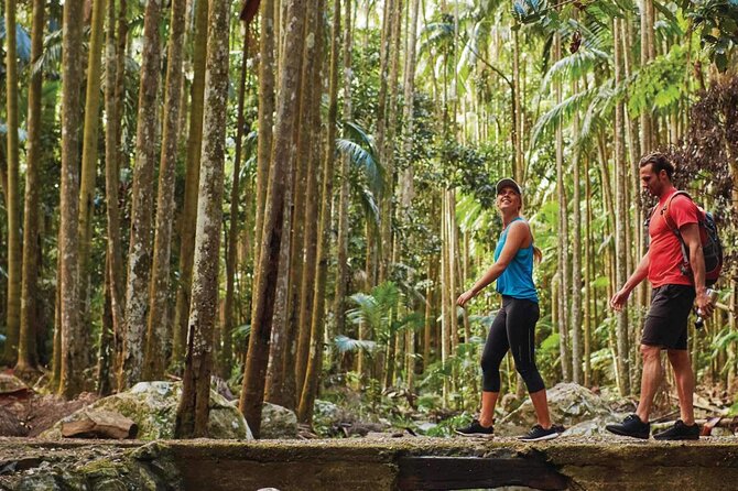 Hop on Hop off - Tamborine Rainforest Skywalk + Glow Worm Caves - Rain, mud, and the physical effort