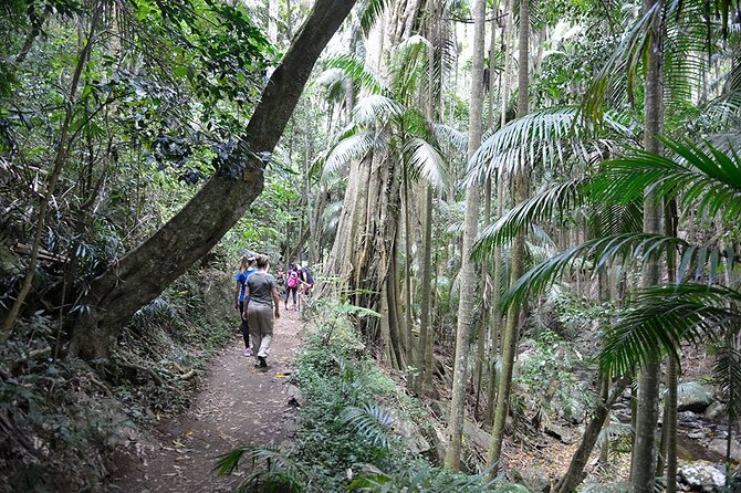 Hop on Hop off - Tamborine Rainforest Skywalk + Glow Worm Caves - Who will enjoy this day most?