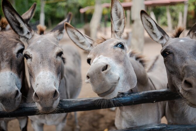 Horseback Riding and Cenote Swim from Cancun or Playa del Carmen - Is $120 a Fair Price?