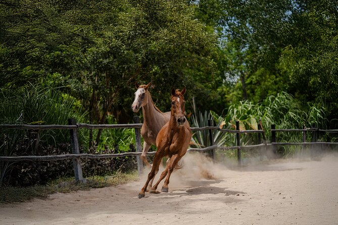 Horseback Riding and Cenote Swim from Cancun or Playa del Carmen - Who Will Enjoy This Most