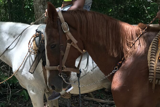 Horseback riding with ATV, zip lines and cenote, lunch and transfer - Two tacos, water, and the extras that change the cost