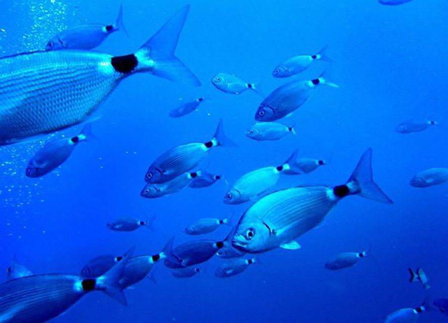 Ibiza: Beach and Cave Snorkeling Tour by Boat - Music, drinks, and the Ibiza mood
