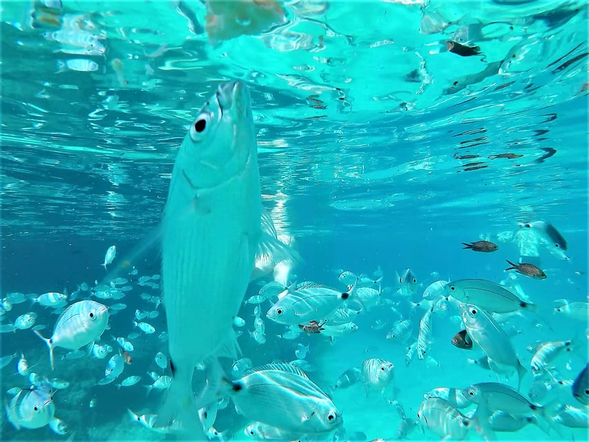 Ibiza: Snorkeling and SUP Paddle, Beach and Cave Tour - Why this west-coast boat trip works