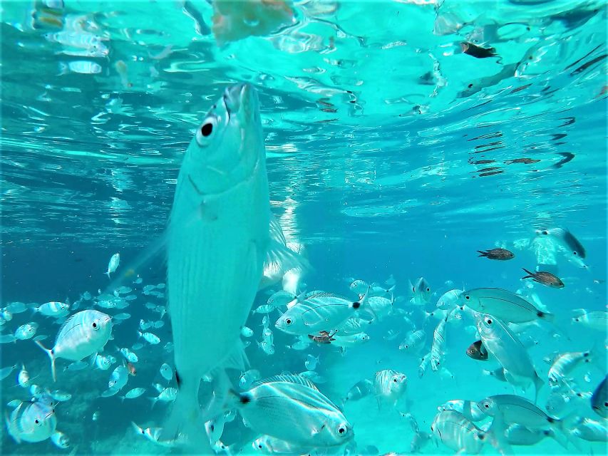 Ibiza: Snorkeling and SUP Paddle, Beach and Cave Tour - The sea cave is a bonus, not a promise