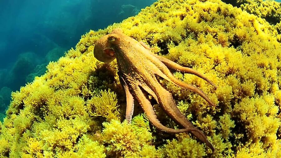 Ibiza: Snorkeling and SUP Paddle, Beach and Cave Tour - Meeting the boat in San Antonio