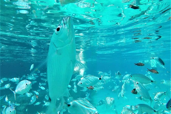 Ibiza Snorkeling Beach and Cave Tour - San Antonio Bay sets the pace