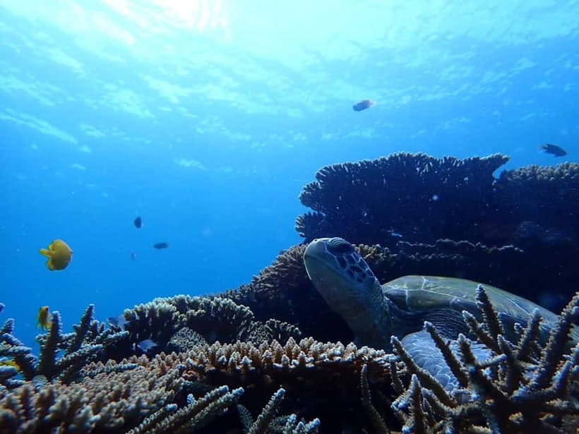Ishigaki Island: Blue Cave Exploration & Snorkeling Tour - What is included for $47