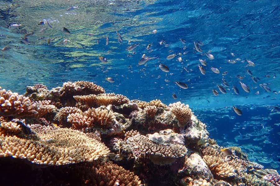 Ishigaki Island: SUP or Canoeing and Snorkeling at Blue Cave - What the 93-dollar price covers