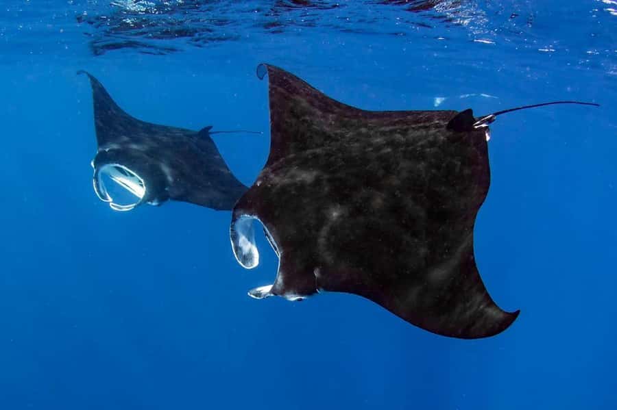Kailua Kona: Dolphin, Sea Cave and Captain Cook Snorkel Tour - What makes the sea cave section special