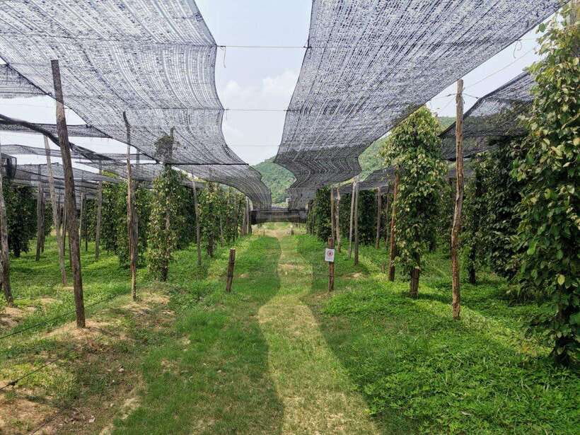 Kampot Pepper Farm Tour: Salt Fields, La Plantation & Cave - A slower pause at Brateak Krola Lake