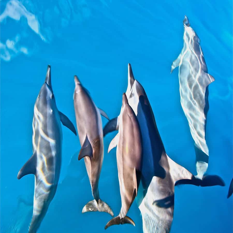 Kauai: Nā Pali Coast Zodiac Raft Sea Caves + Snorkel - Dolphins, turtles, seals, and winter whales
