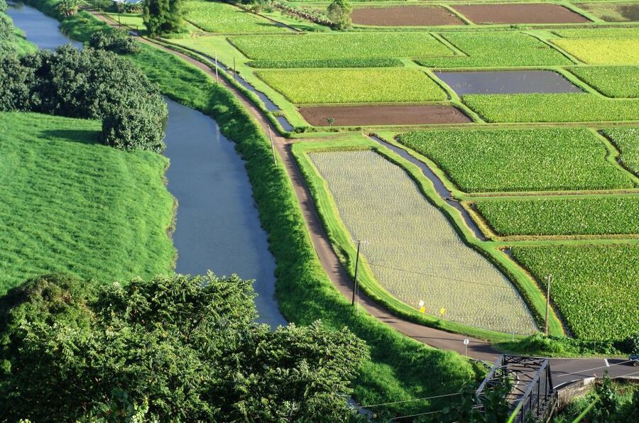 Kauai Northeast Tour, Fern Grotto River Cruise & Lighthouse - Why this Kauai tour works well as a first full-day outing